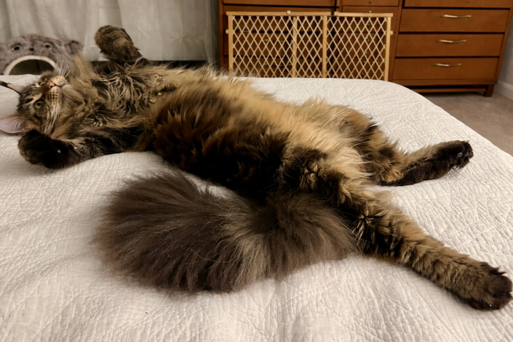 Laid Out